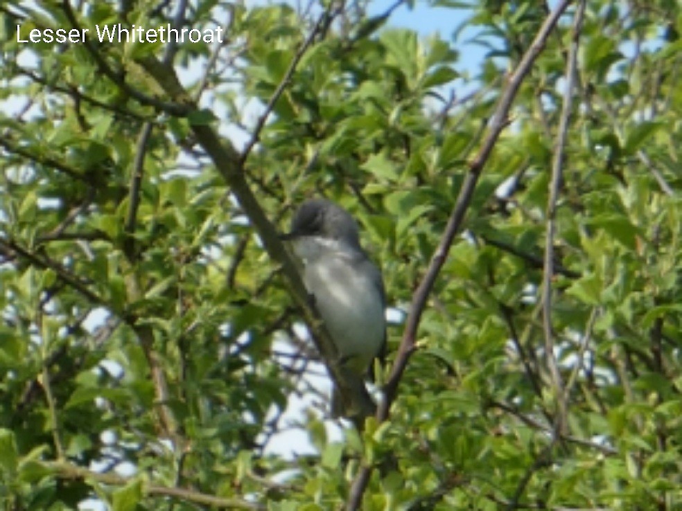 Lesser Whitethroat - ML617469610