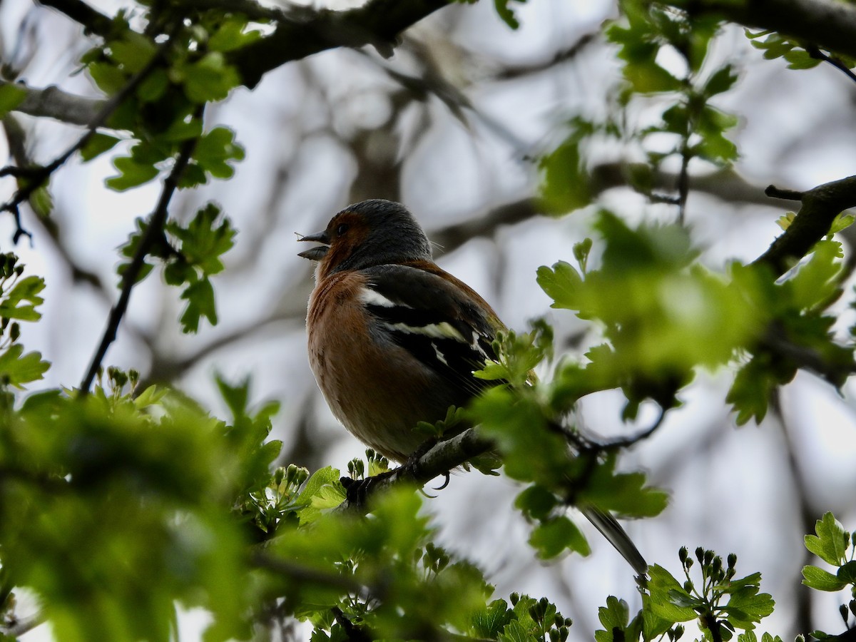 Common Chaffinch - ML617469614