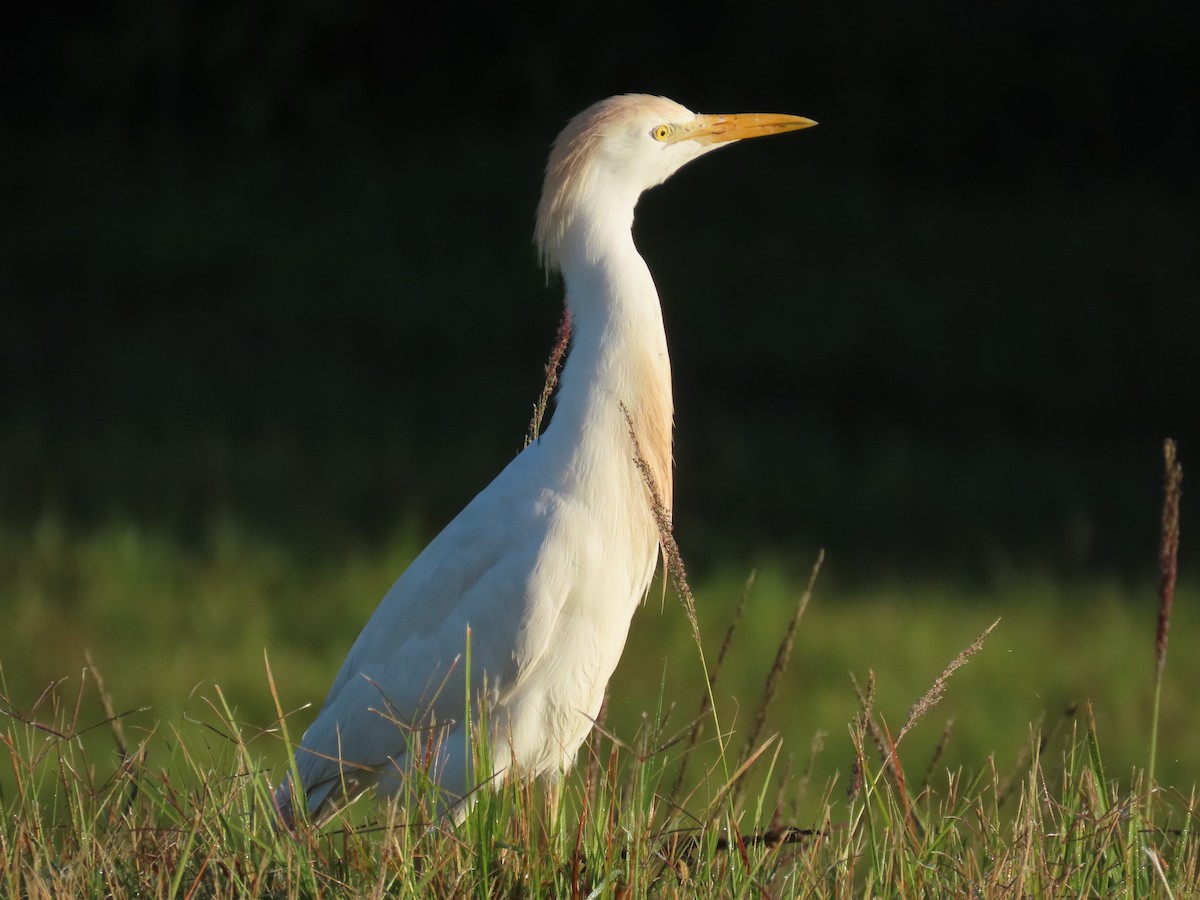 Western Cattle Egret - Laurie Witkin