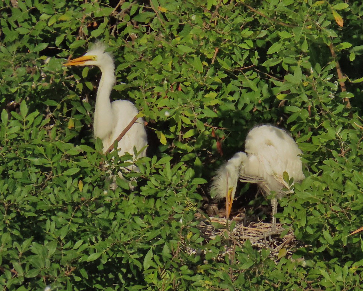 Great Egret - Laurie Witkin