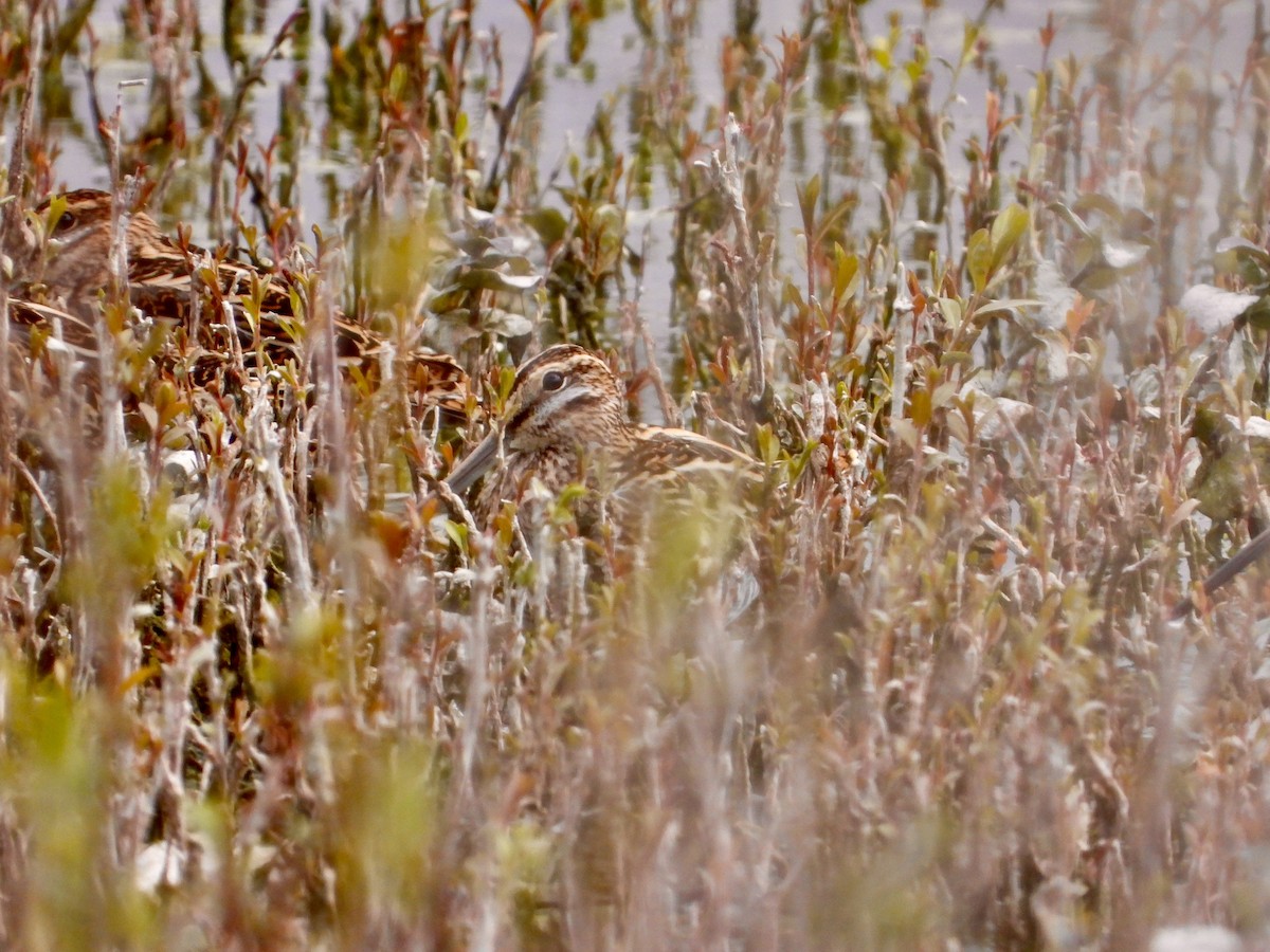 Common Snipe - stephen  carter