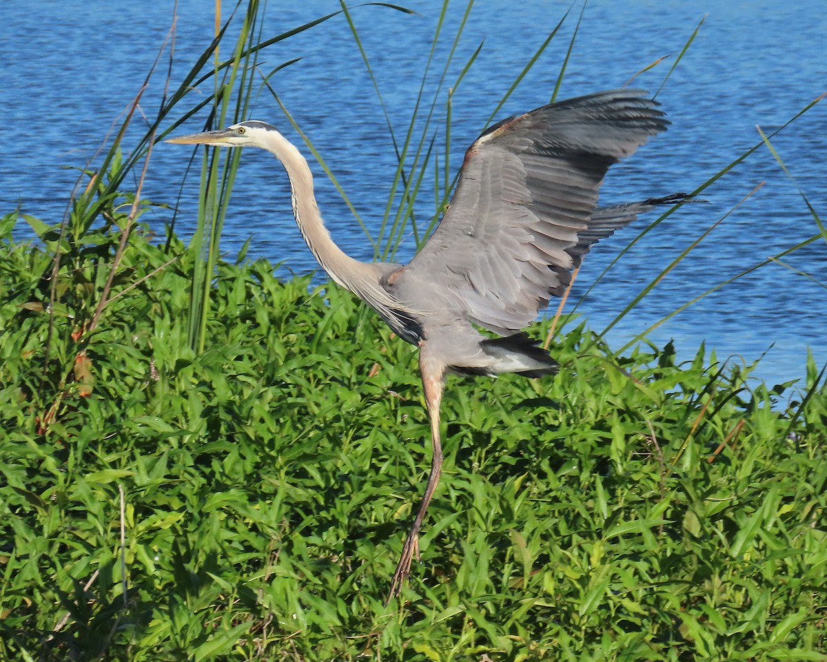 Great Blue Heron - Laurie Witkin