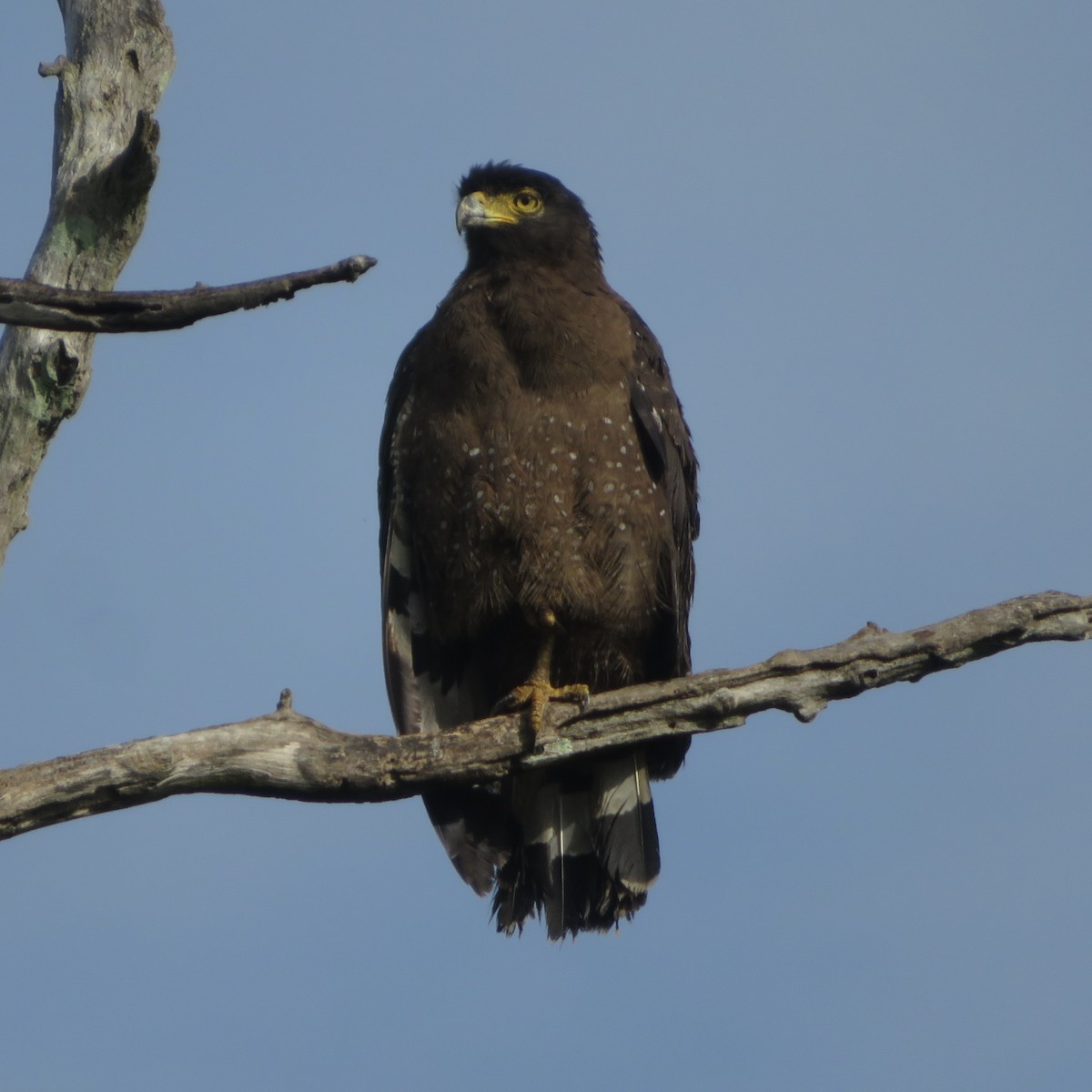 Crested Serpent-Eagle - ML617469660