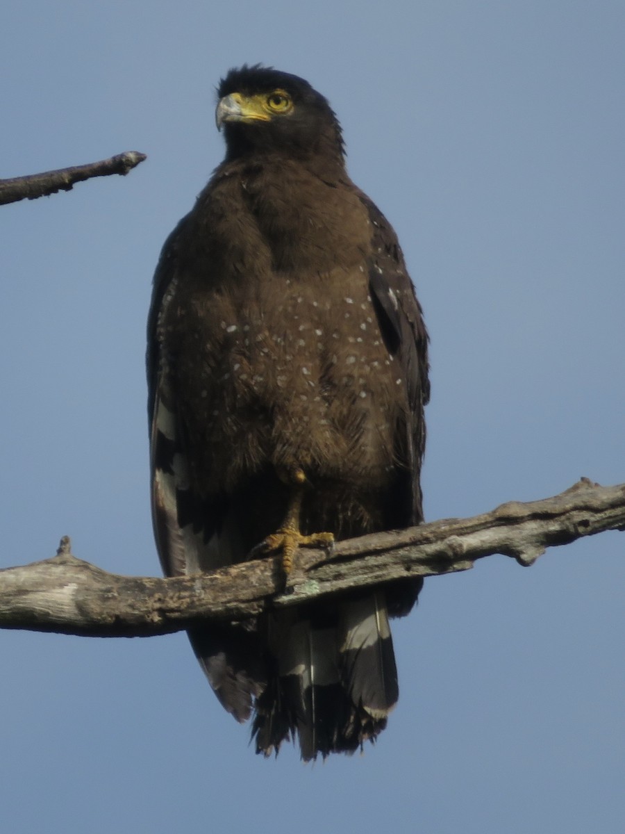 Crested Serpent-Eagle - ML617469661