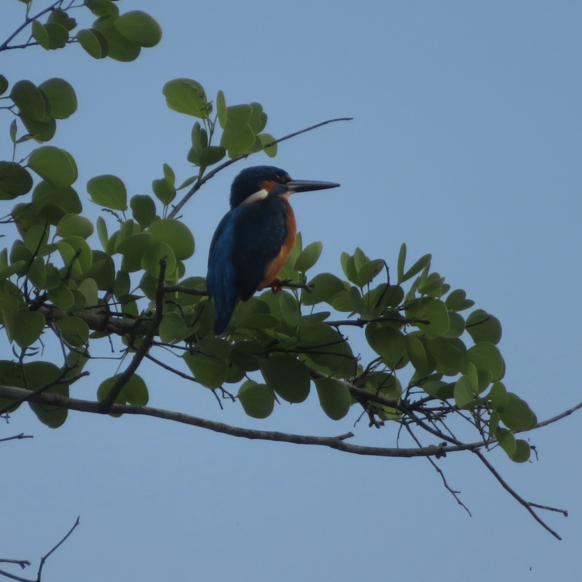 Common Kingfisher - ML617469690