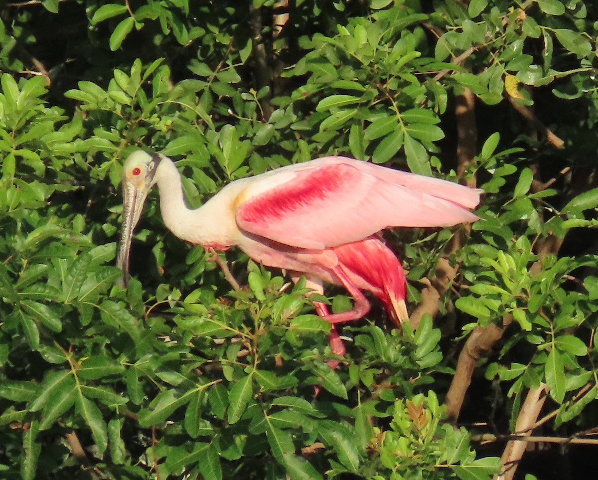 Roseate Spoonbill - Laurie Witkin