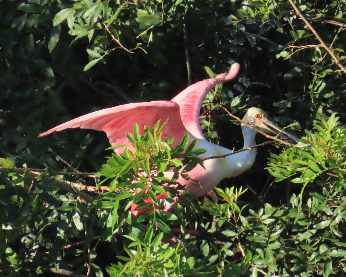 Roseate Spoonbill - Laurie Witkin