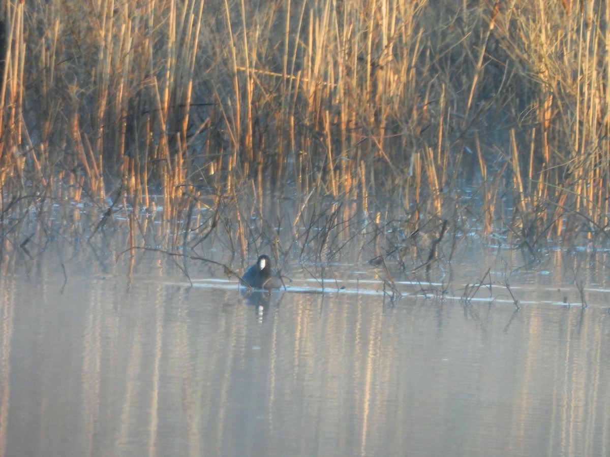 American Coot (Red-shielded) - ML617469723