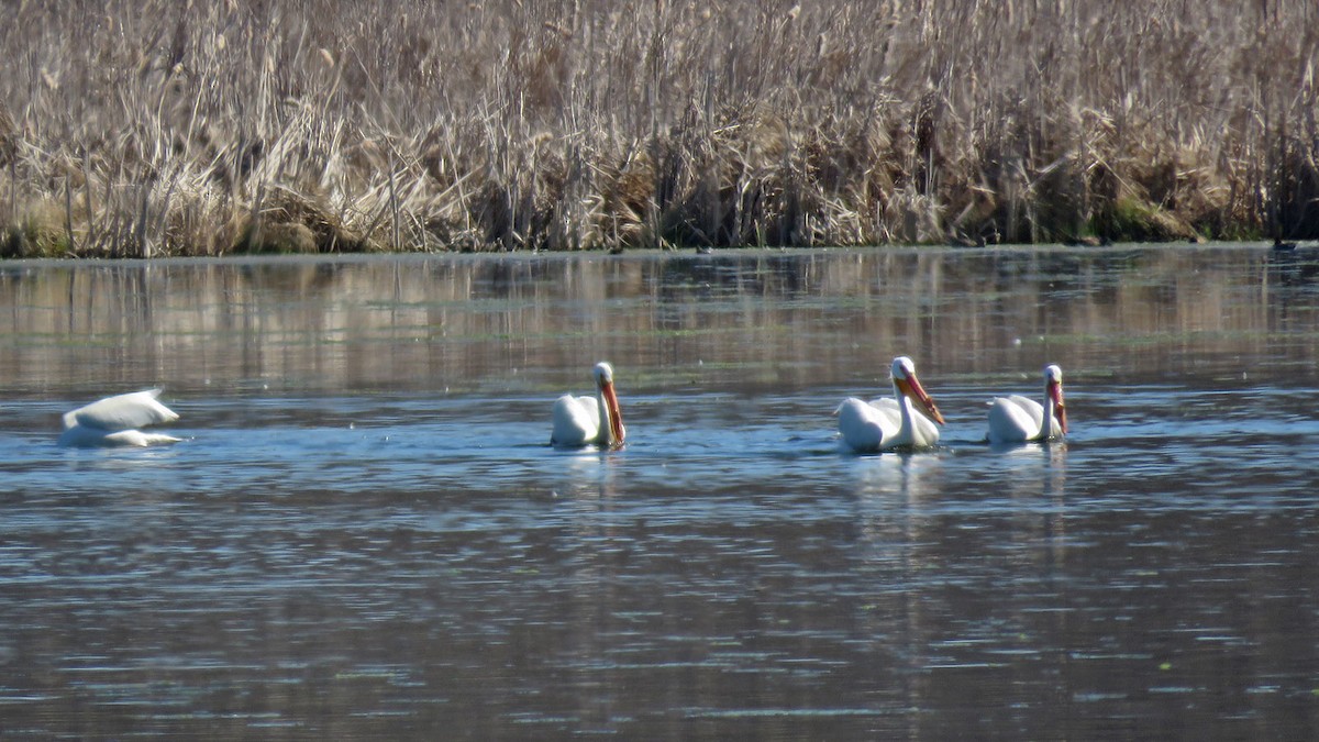 American White Pelican - ML617469730