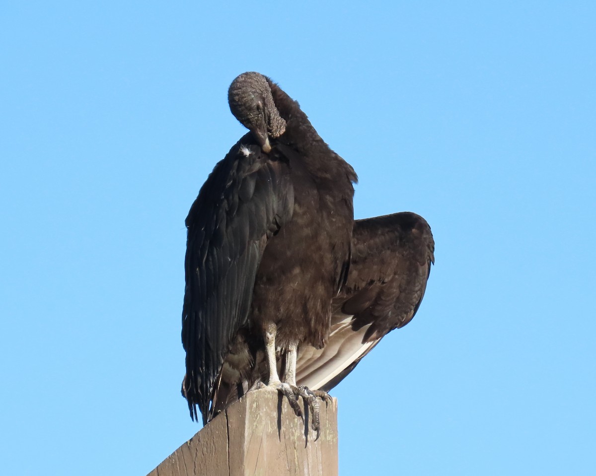 Black Vulture - Laurie Witkin