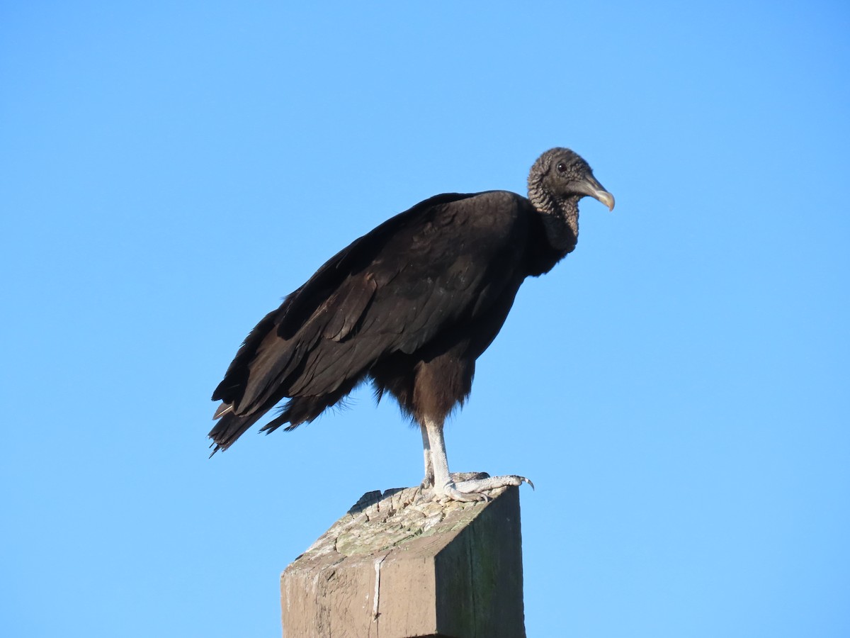 Black Vulture - Laurie Witkin