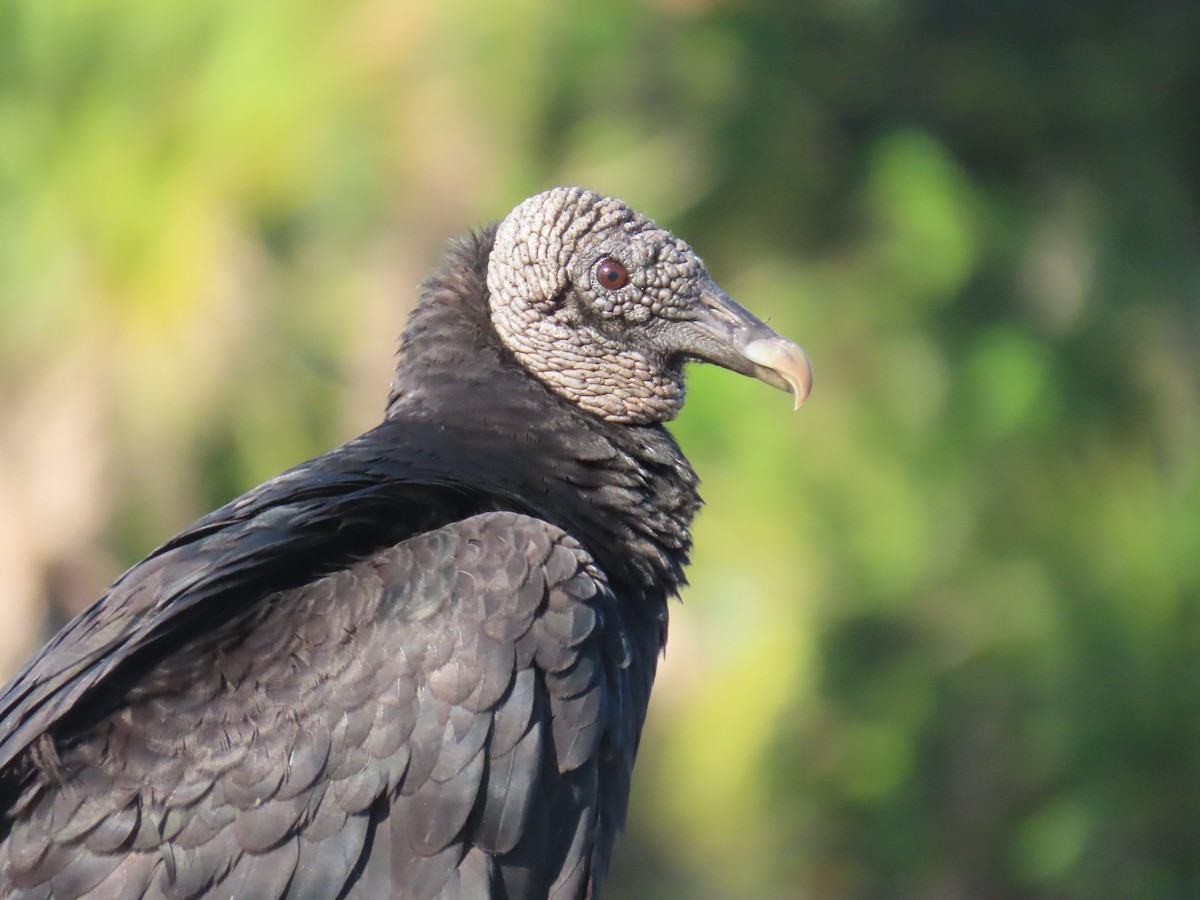 Black Vulture - Laurie Witkin