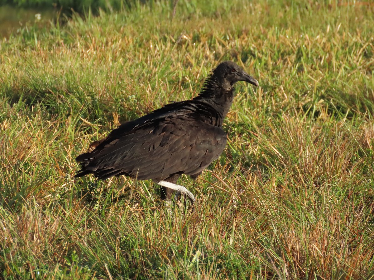 Black Vulture - Laurie Witkin