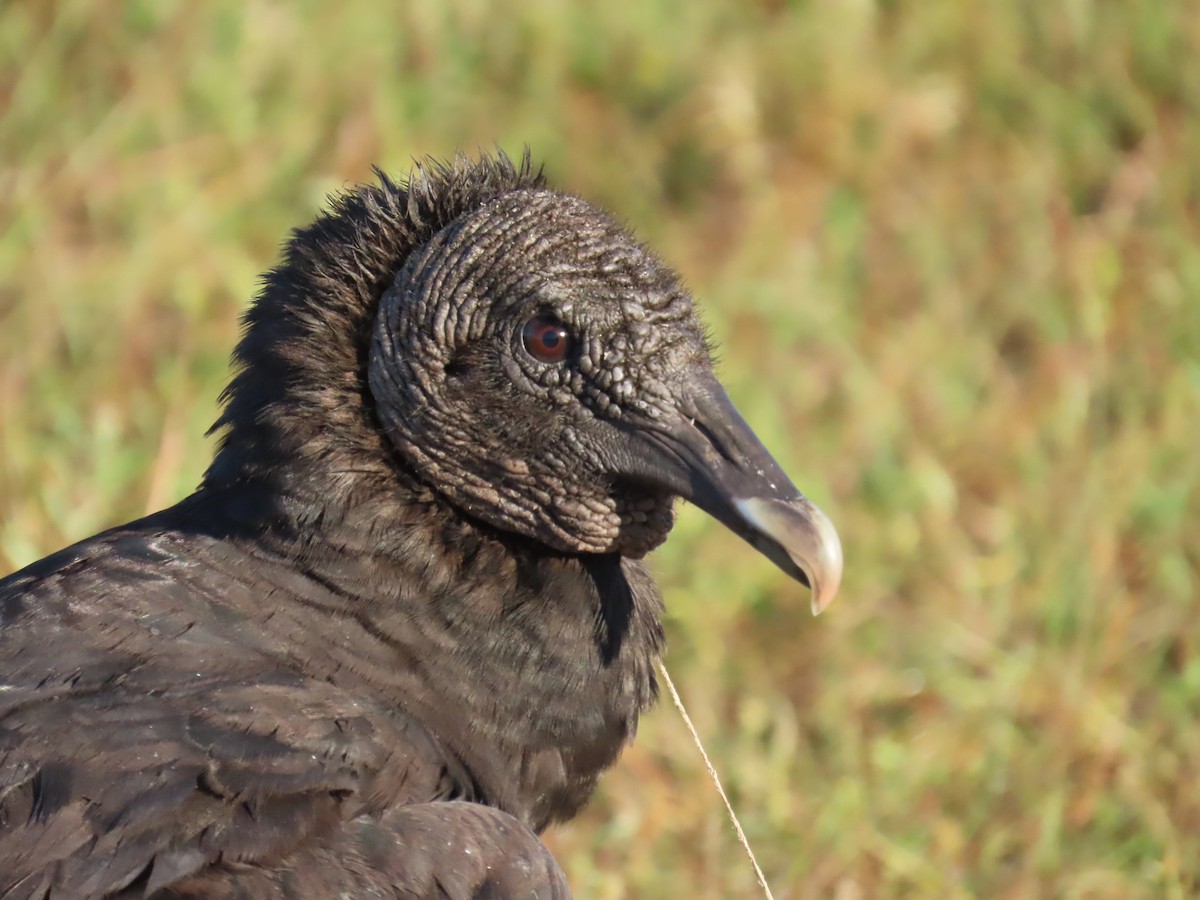Black Vulture - Laurie Witkin