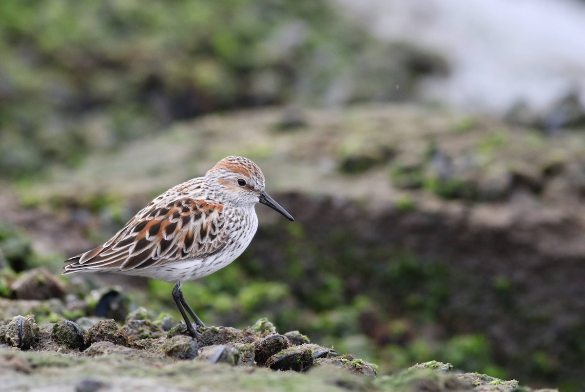 Western Sandpiper - Quinn Nial