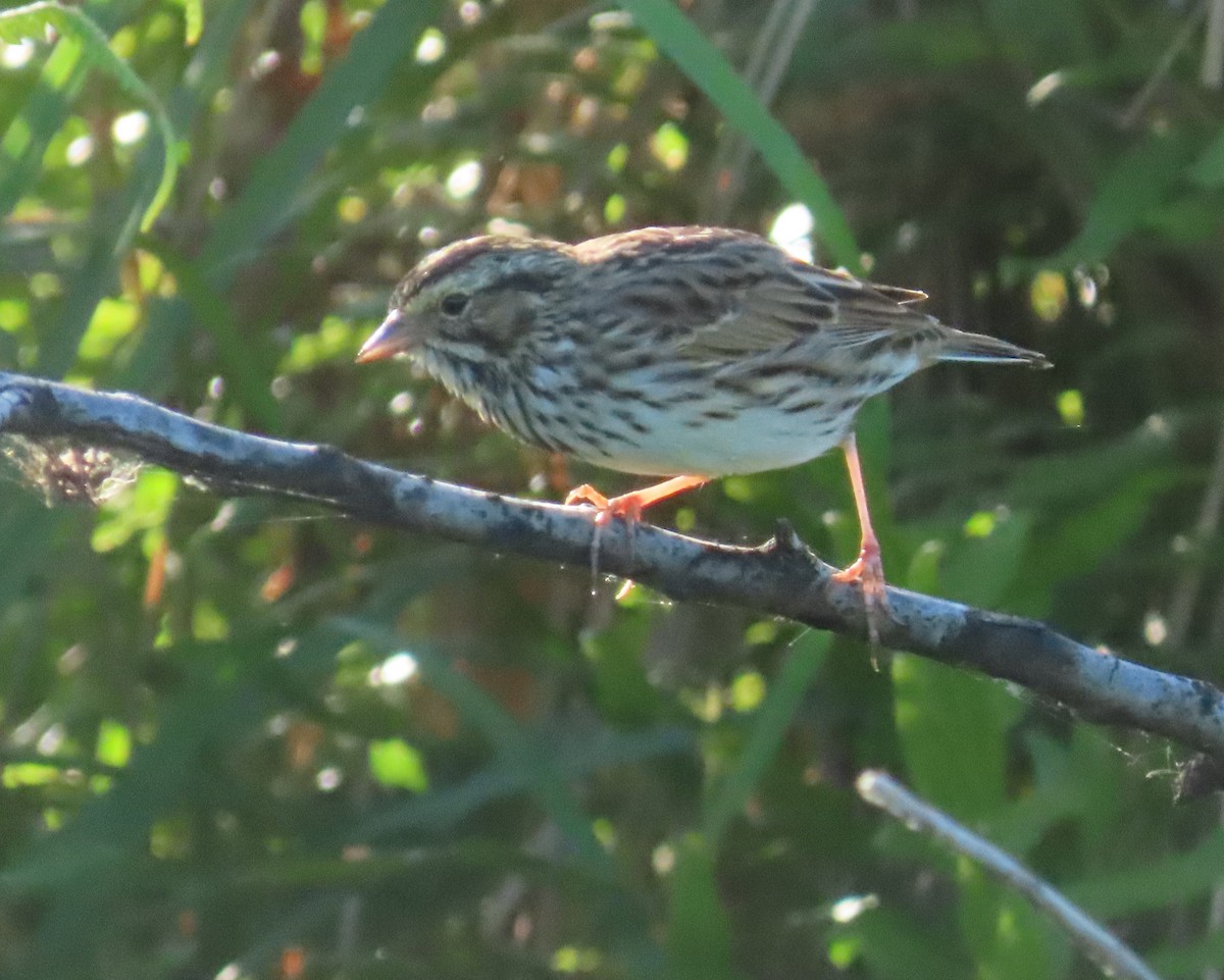 Savannah Sparrow - Laurie Witkin