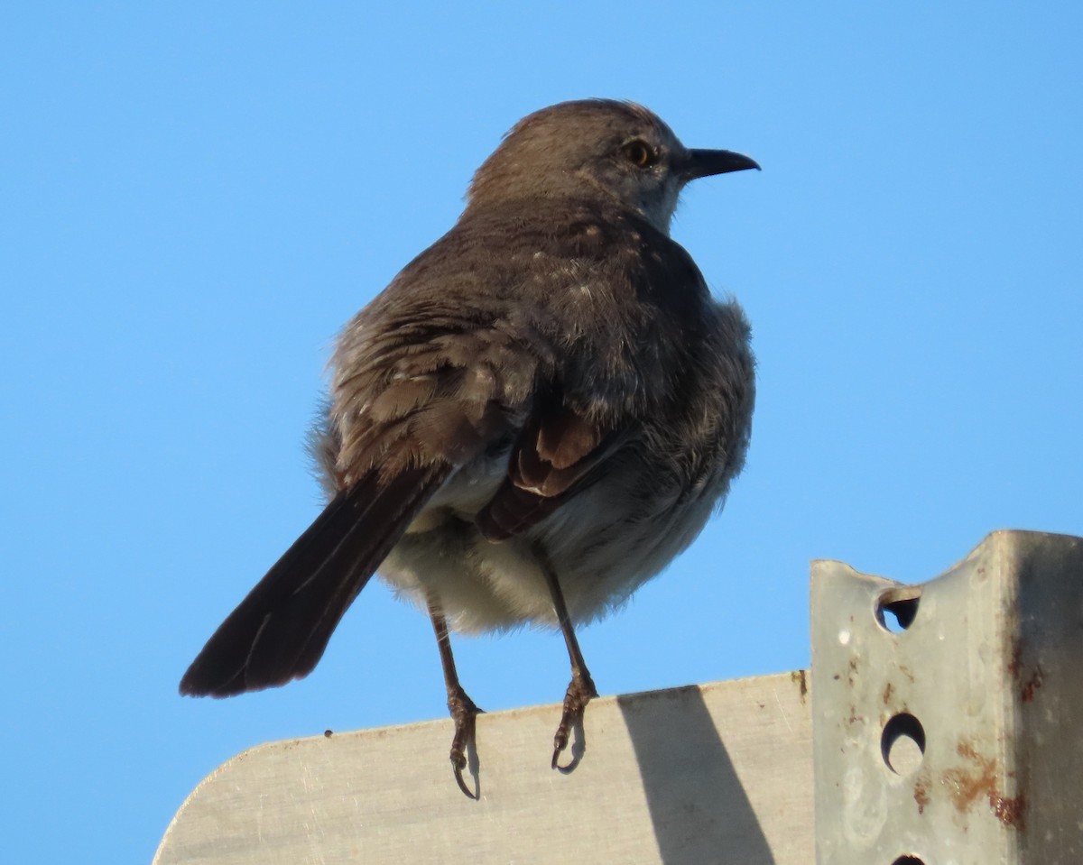 Northern Mockingbird - ML617469778