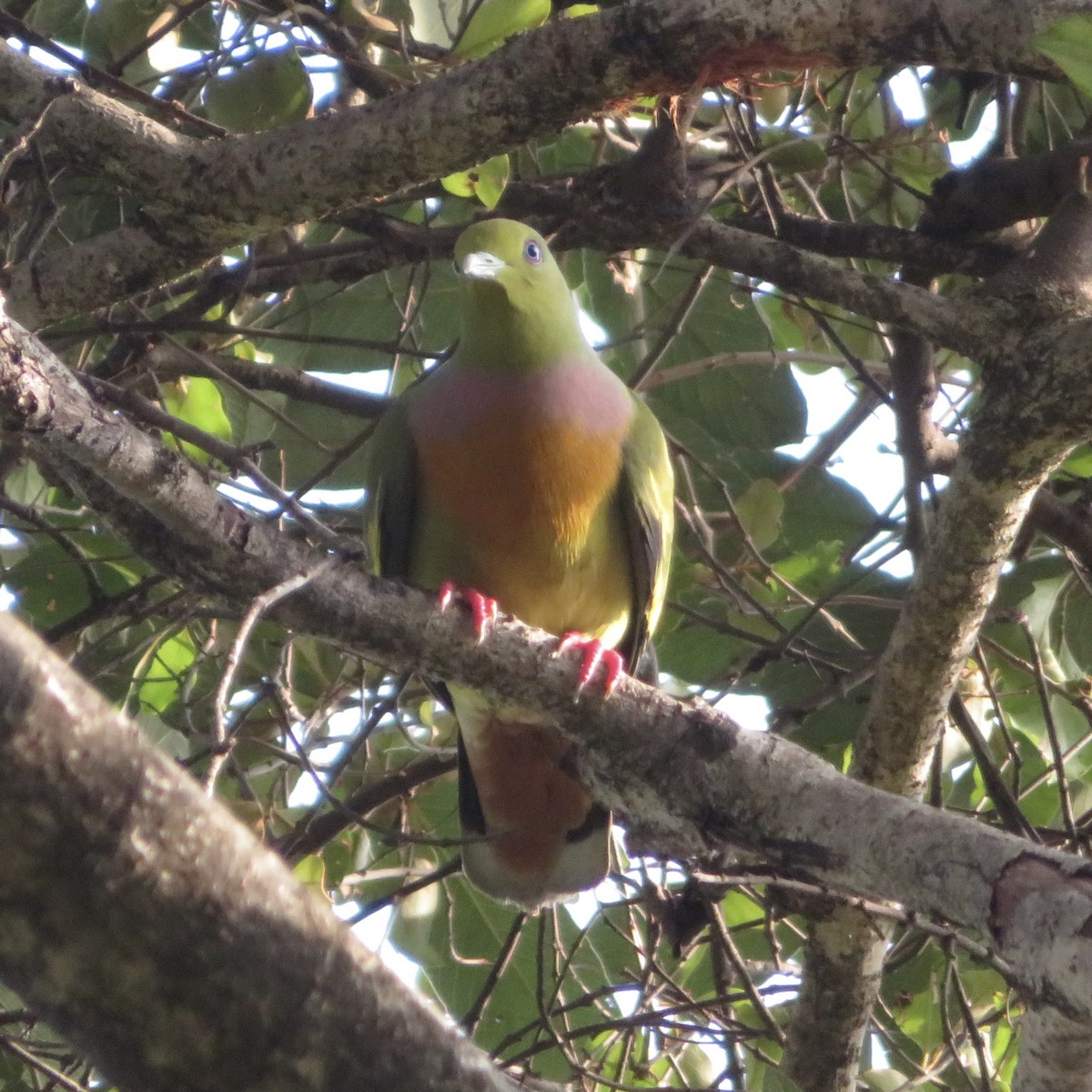 Orange-breasted Green-Pigeon - ML617469791