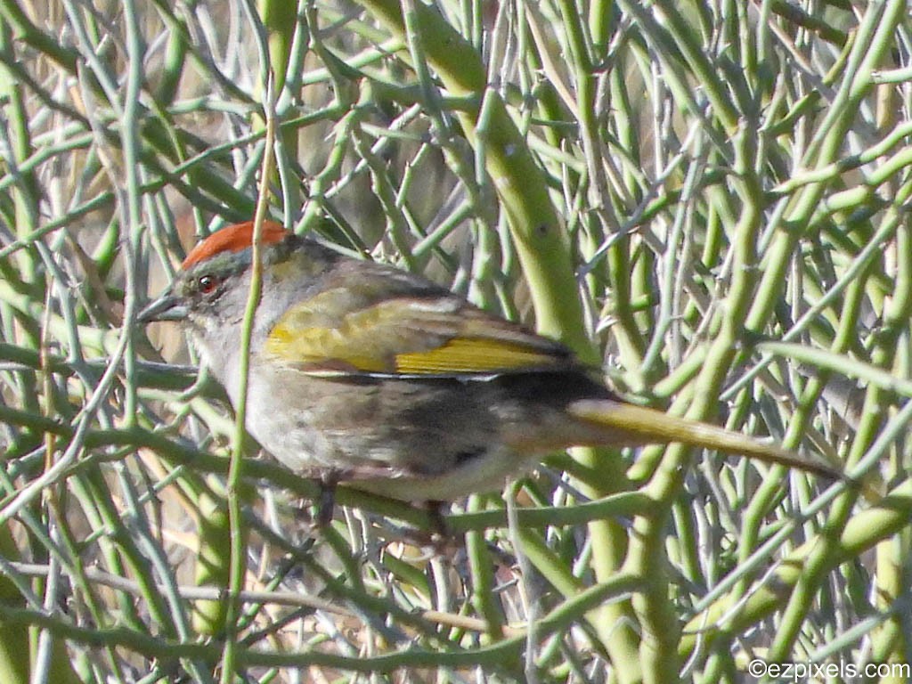 Green-tailed Towhee - ML617469804