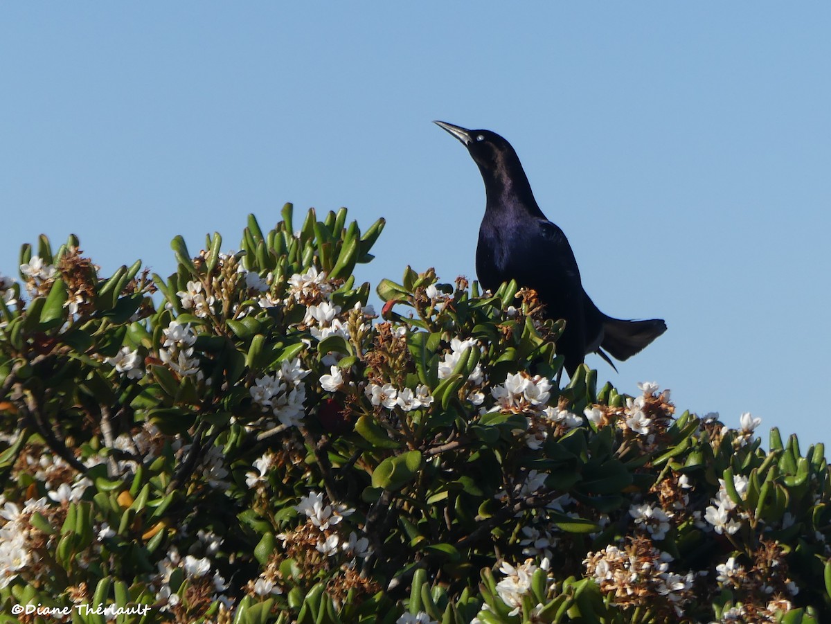 Boat-tailed Grackle - ML617469826