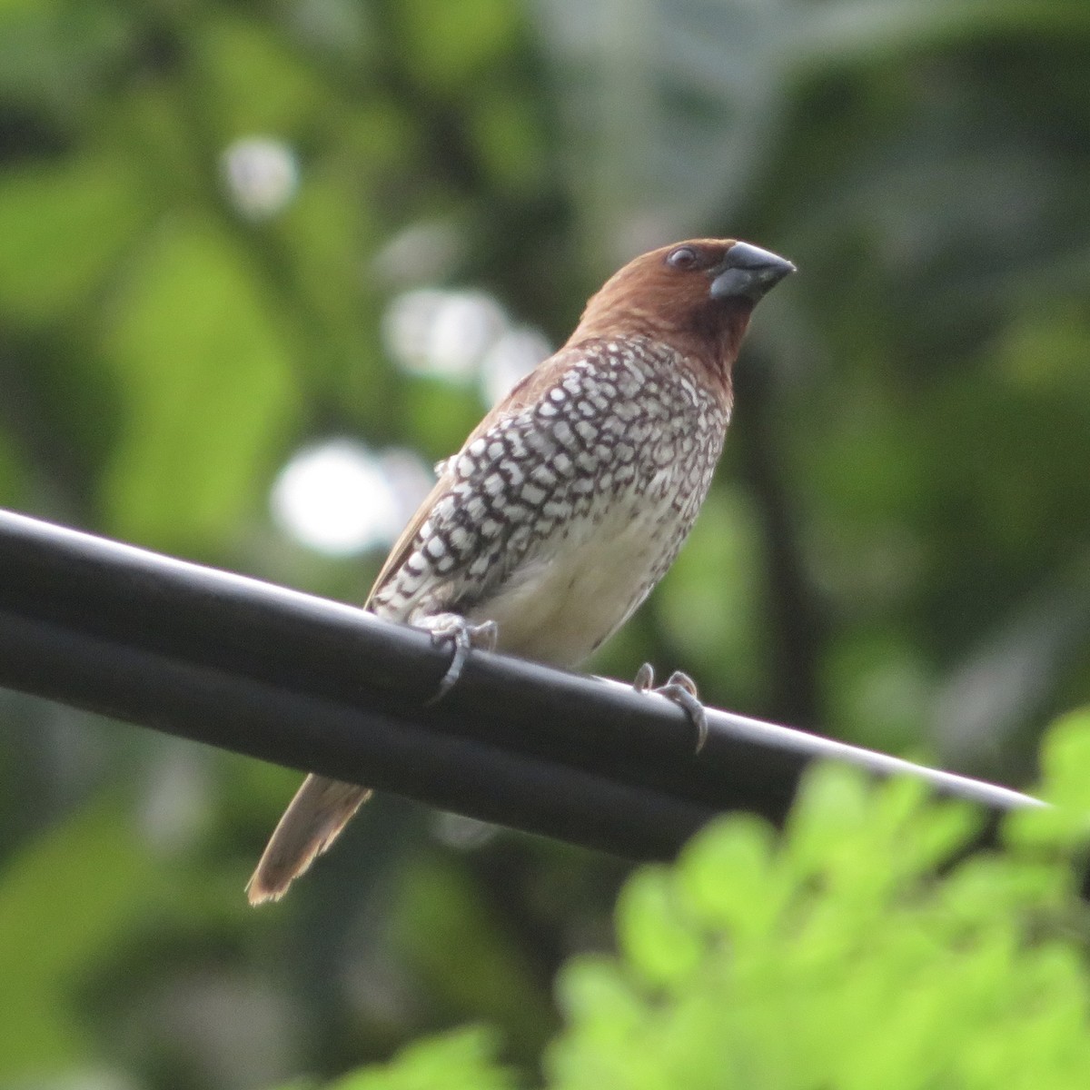 Scaly-breasted Munia - ML617469835