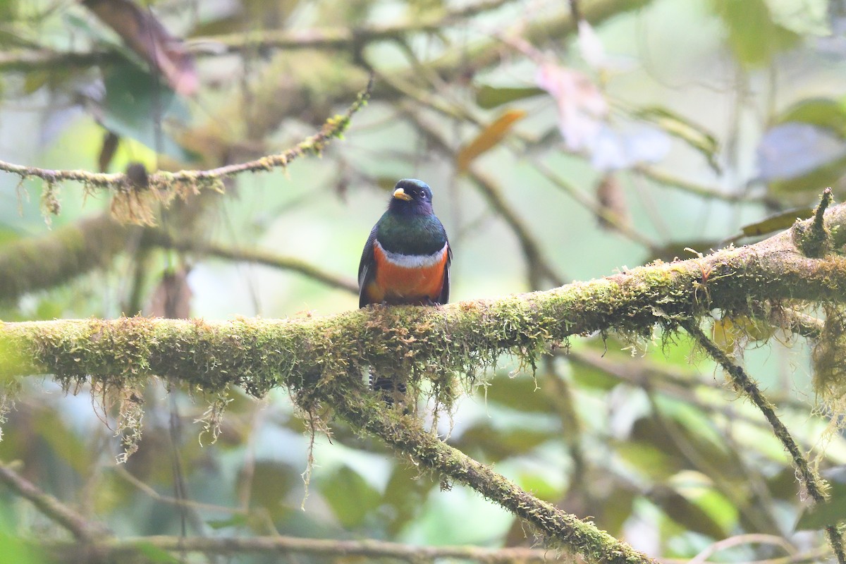 Collared Trogon (Orange-bellied) - terence zahner