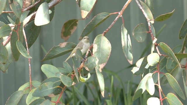 Brown Honeyeater - ML617469910