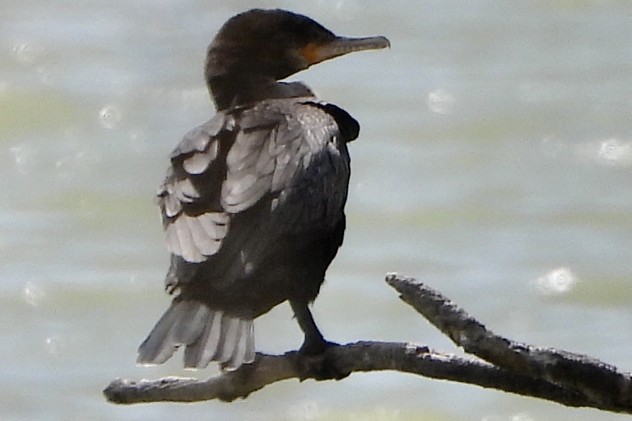 Neotropic Cormorant - Dayna Austin