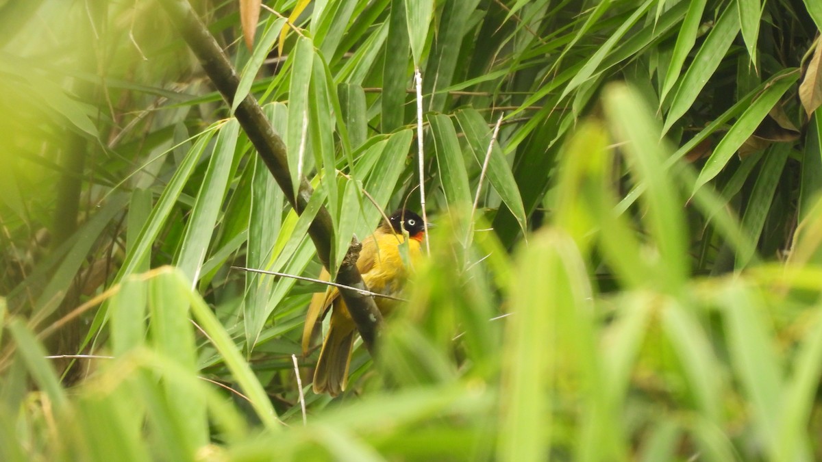 Flame-throated Bulbul - Munish Gowda