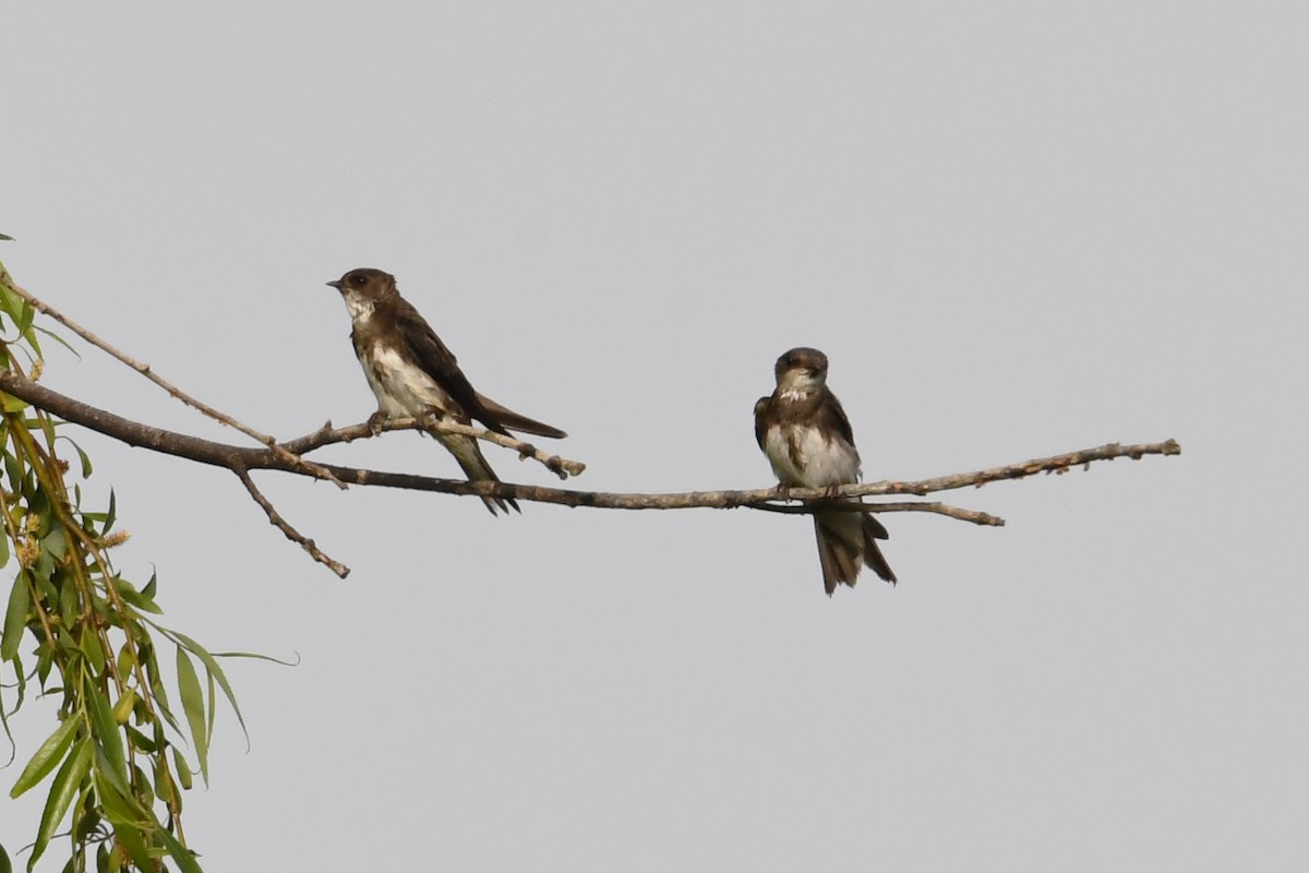 Bank Swallow - Mário Estevens