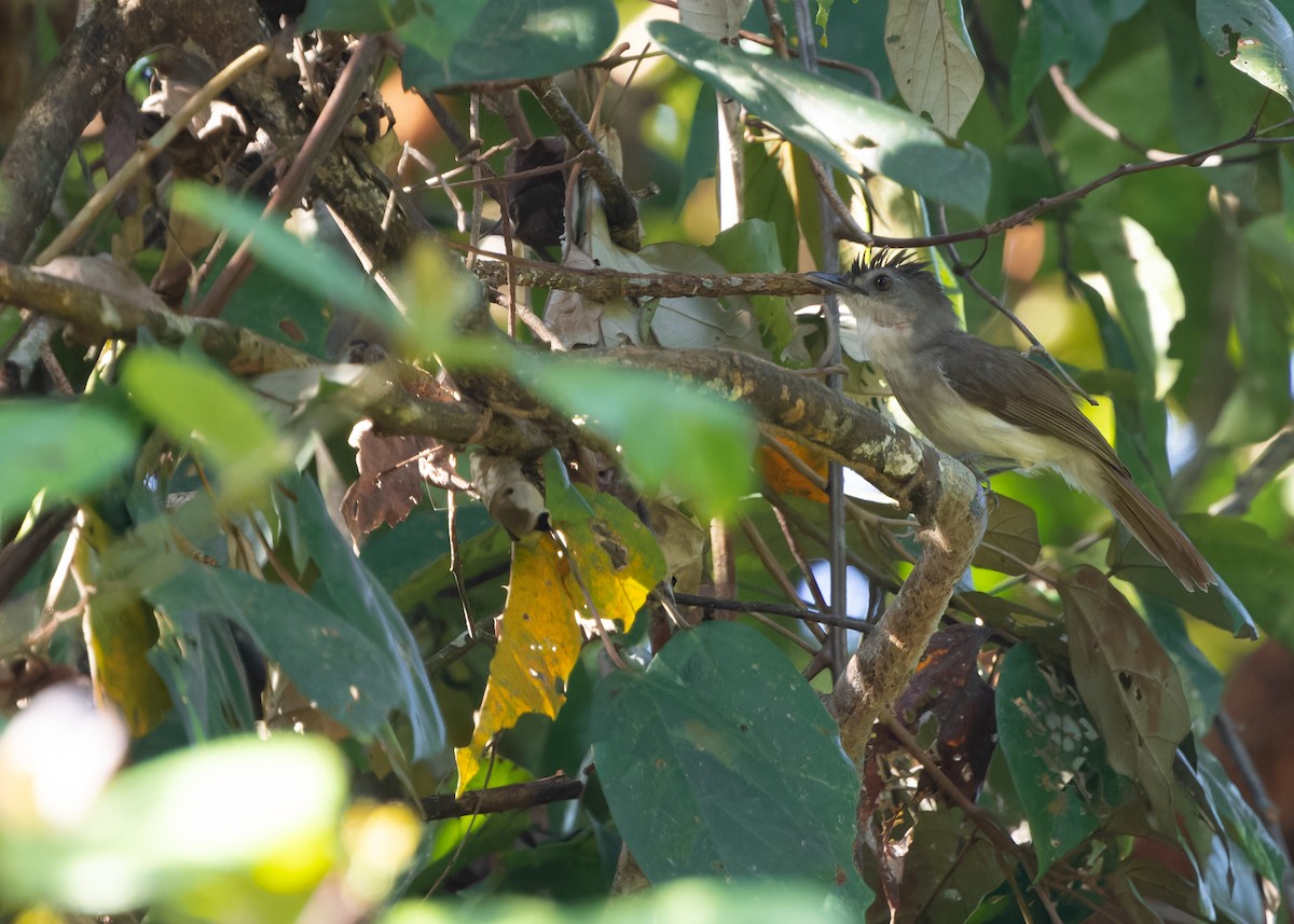 Sooty-capped Babbler - Ayuwat Jearwattanakanok