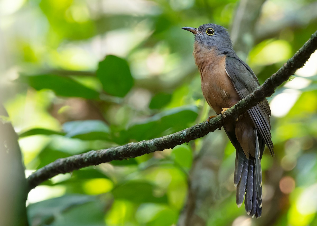 Sunda Brush Cuckoo - Ayuwat Jearwattanakanok