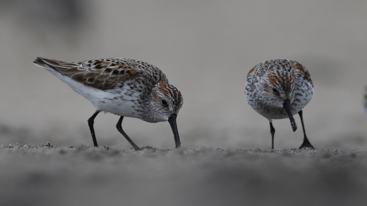 Western Sandpiper - ML617470022