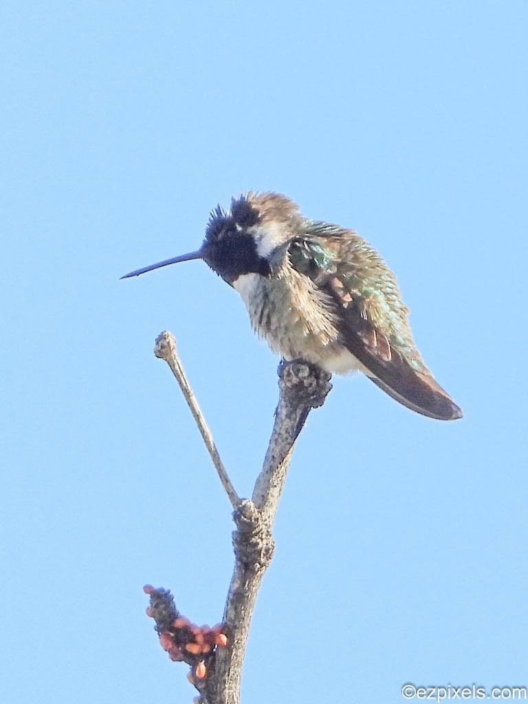 Costa's Hummingbird - ML617470023