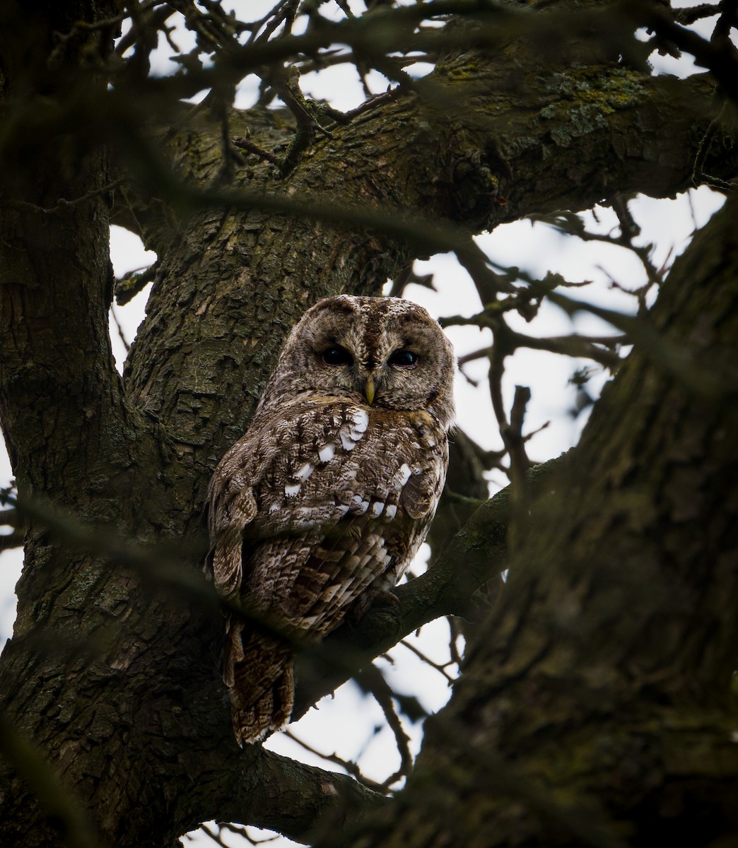 Tawny Owl - ML617470025