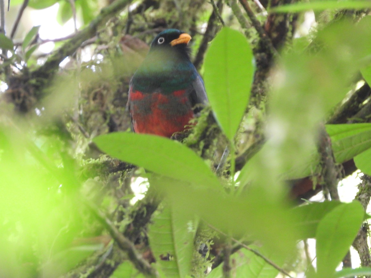 Lattice-tailed Trogon - Jose Bolaños