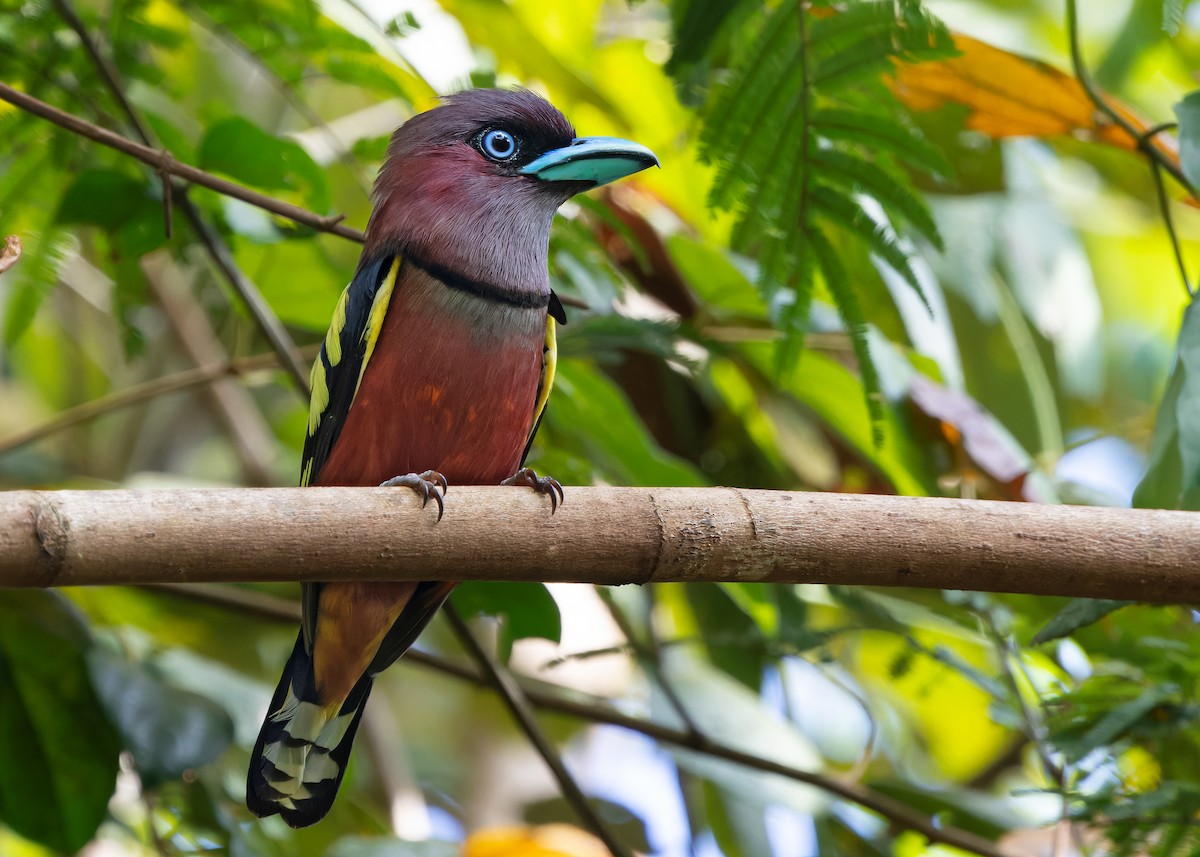 Banded Broadbill (Banded) - ML617470056