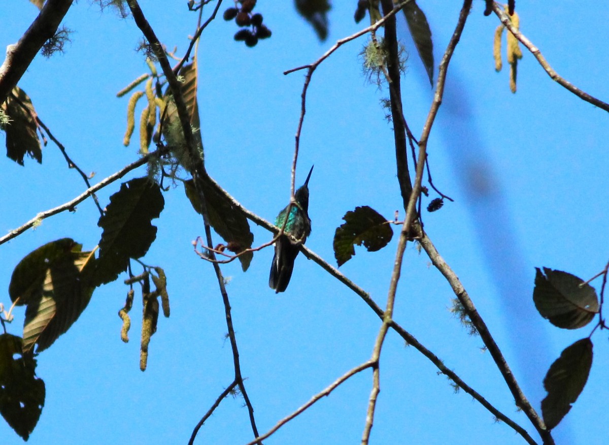 kolibřík modrouchý - ML617470076