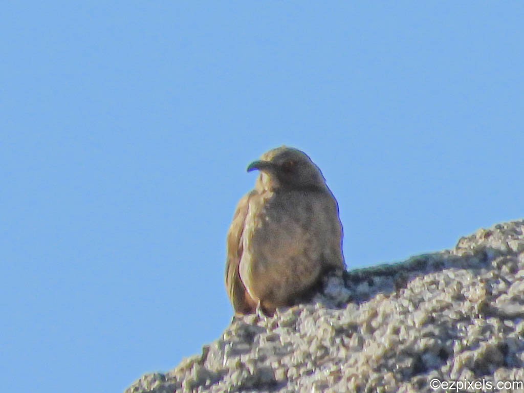 Curve-billed Thrasher - ML617470084