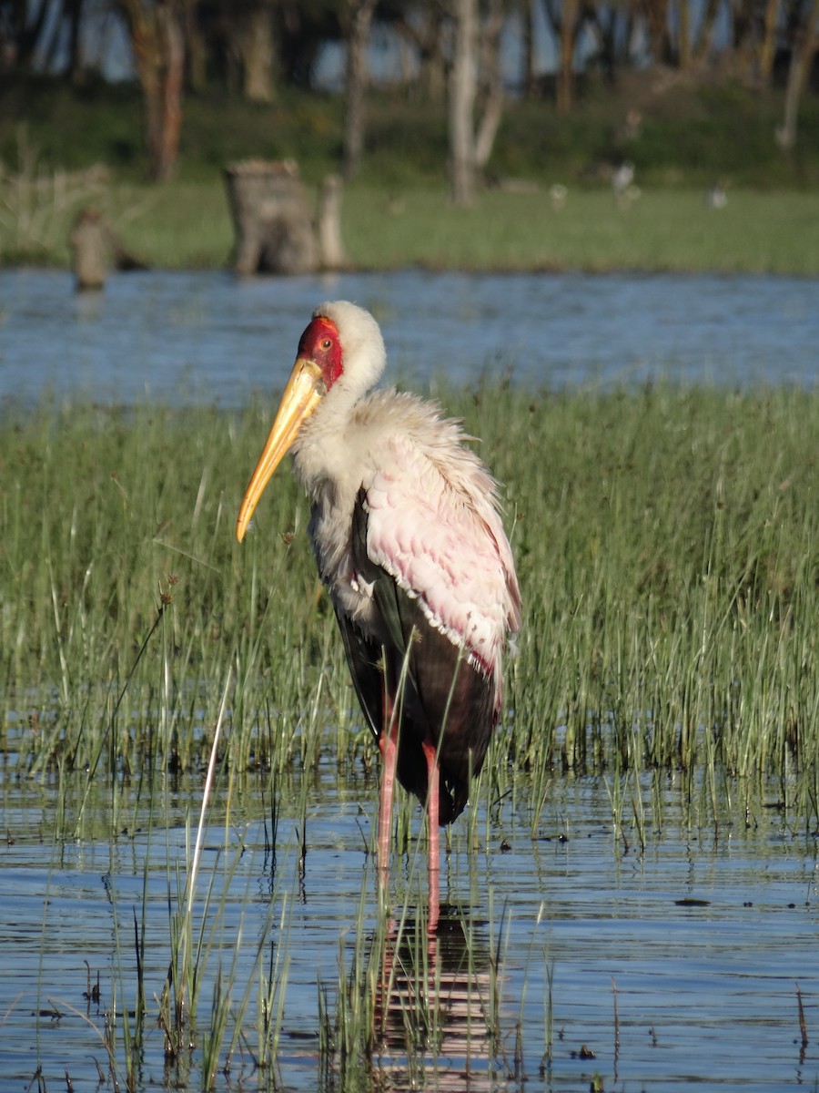 Yellow-billed Stork - ML617470085