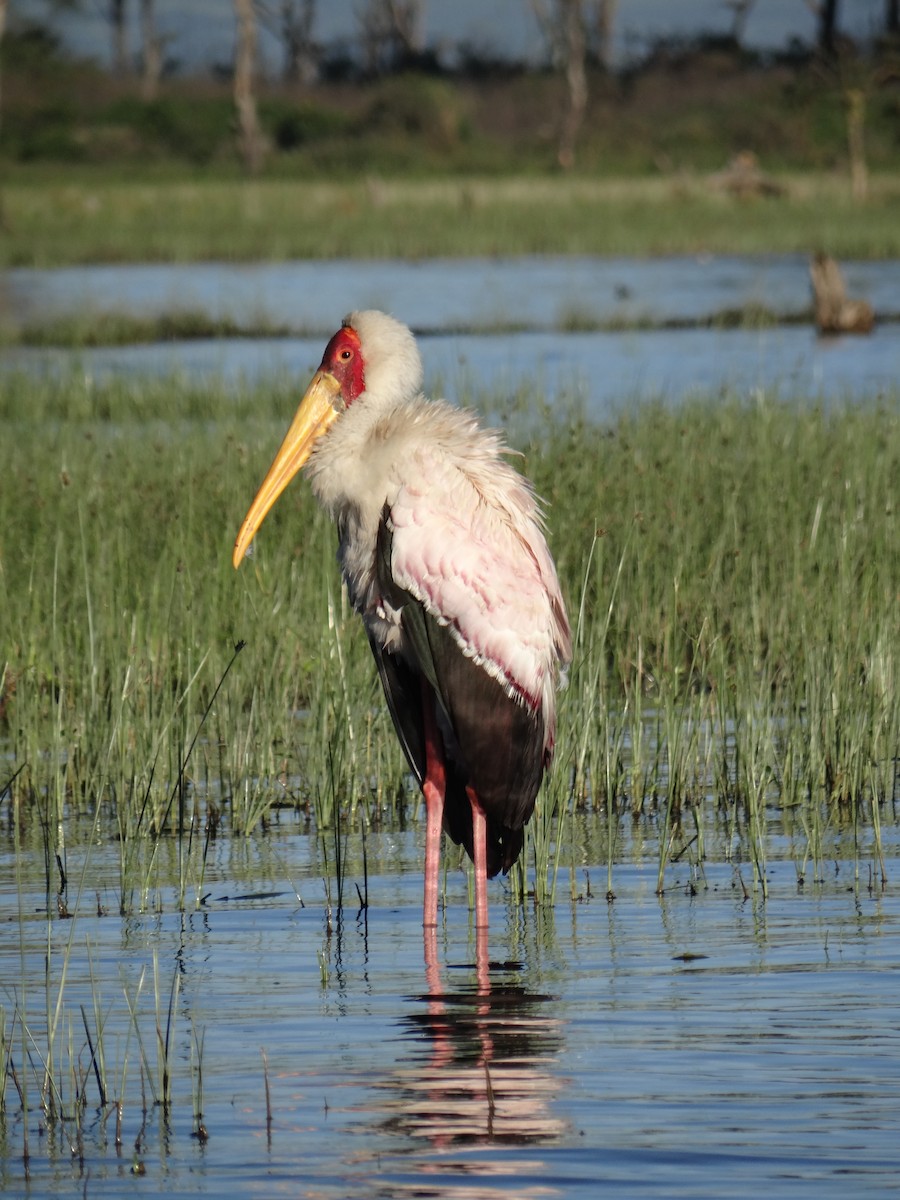 Yellow-billed Stork - ML617470086