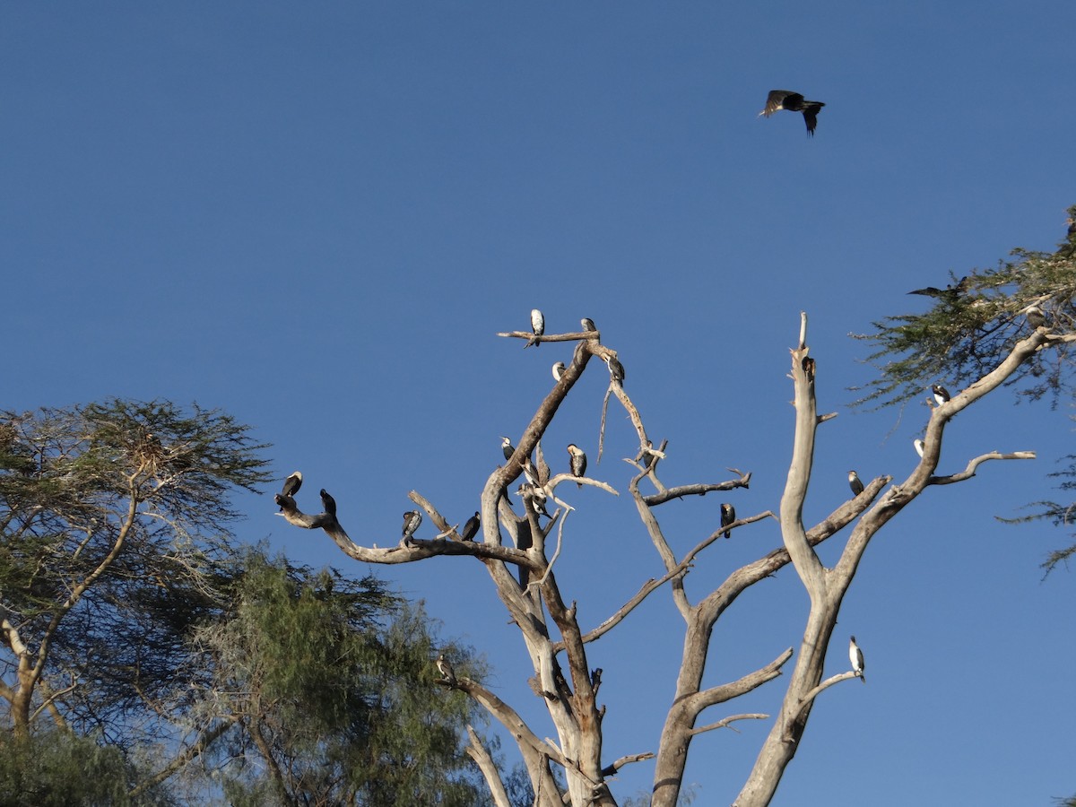 Cormorán Africano - ML617470091