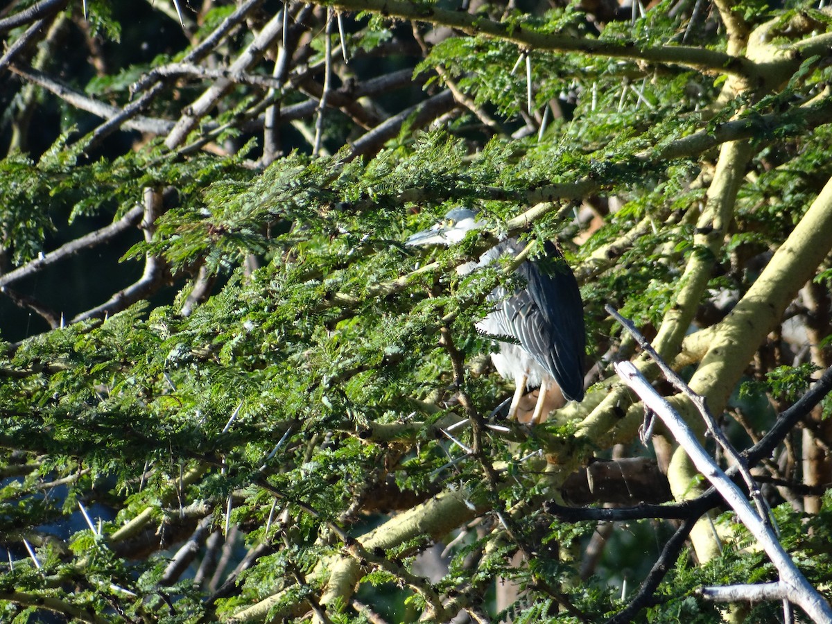 Black-crowned Night Heron - ML617470107