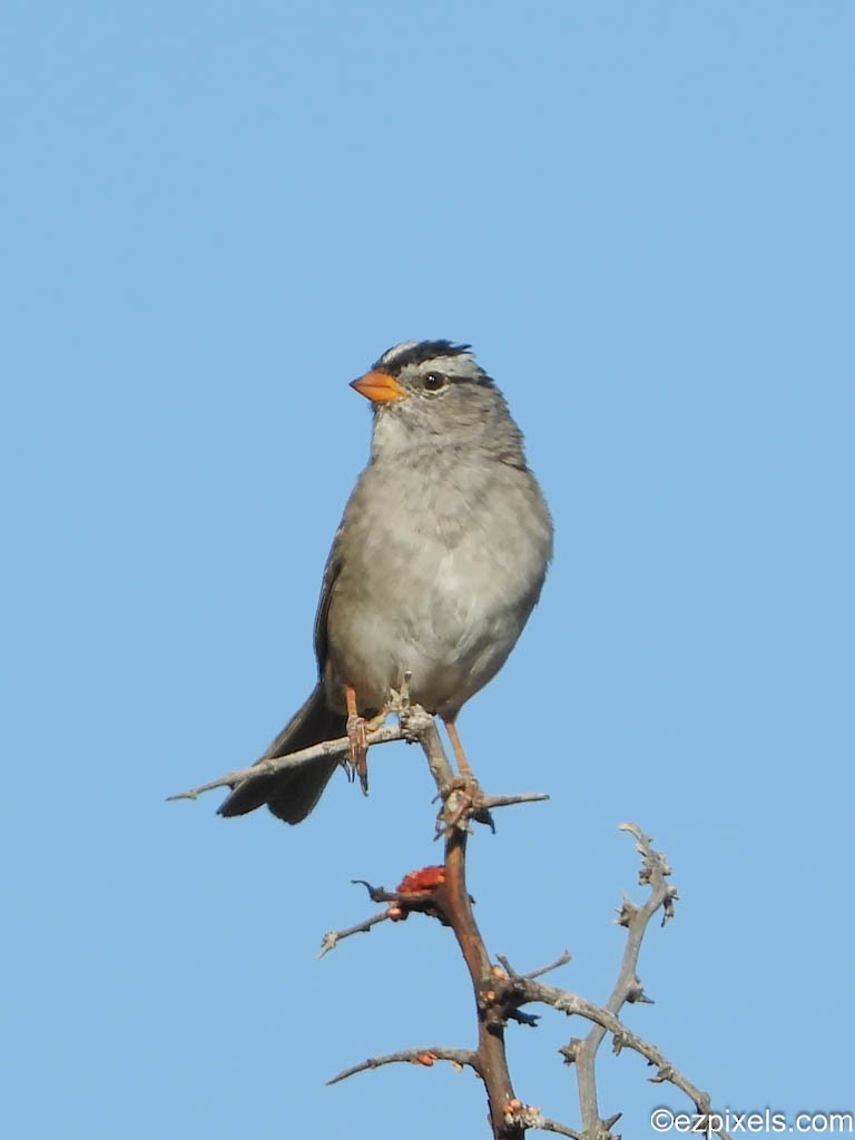 White-crowned Sparrow - ML617470117