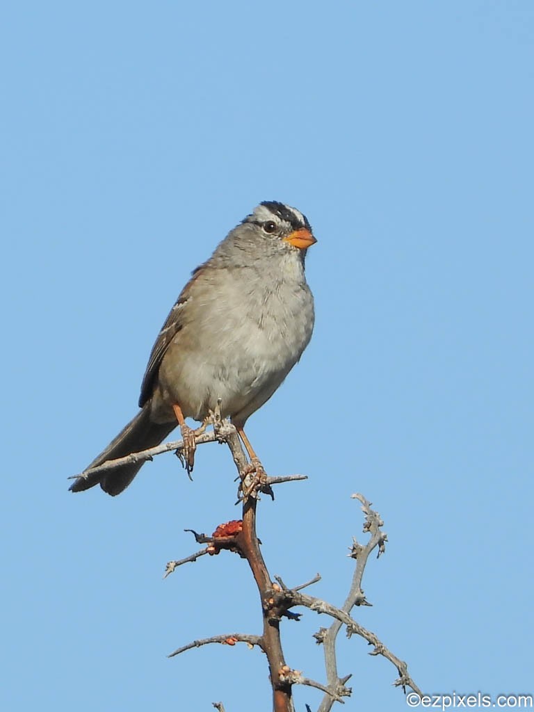 White-crowned Sparrow - ML617470118