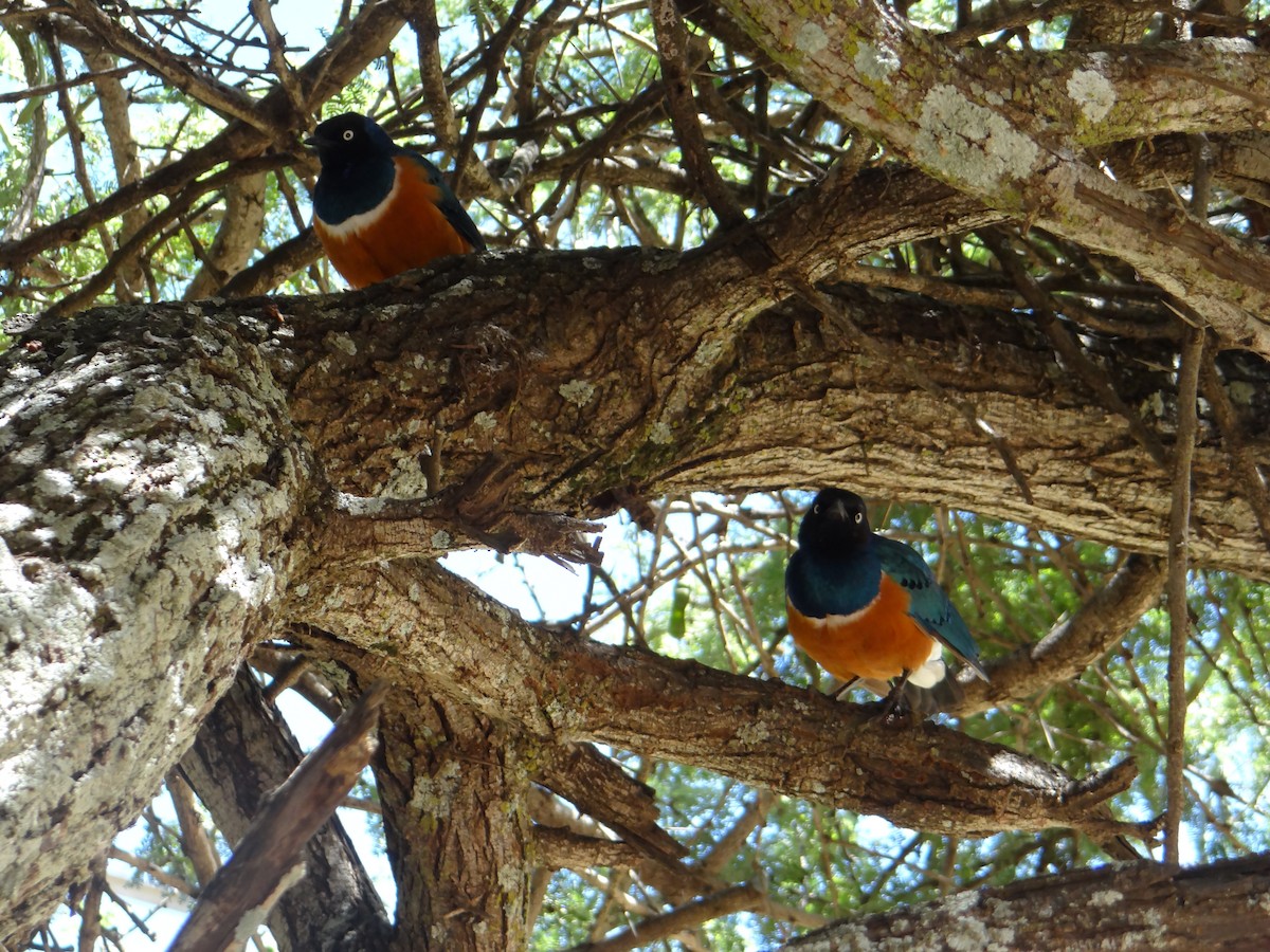 Superb Starling - ML617470128