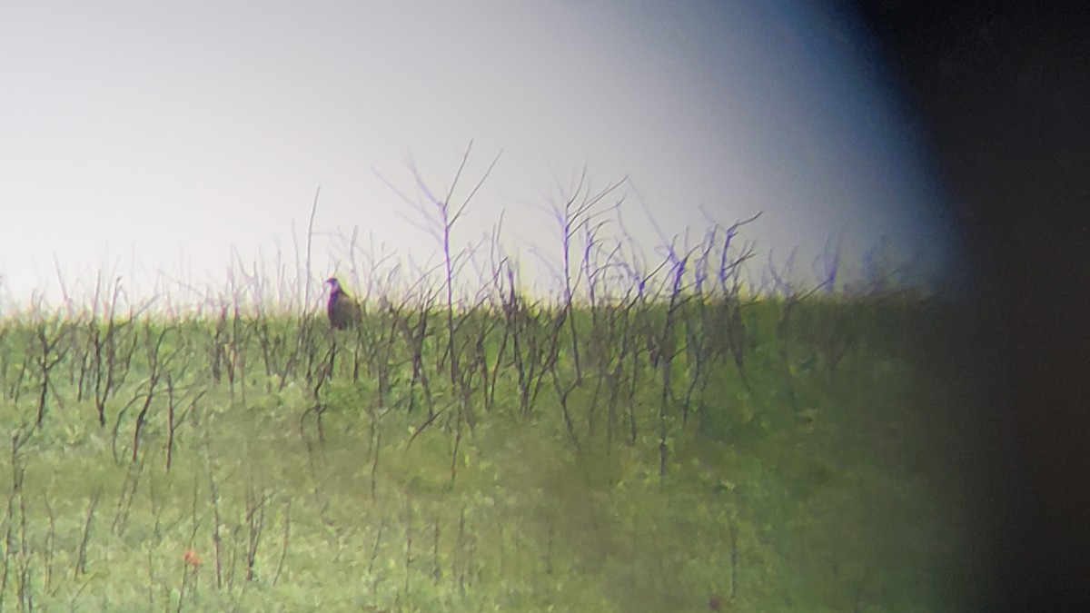 Greater Prairie-Chicken - Ryan Steffens