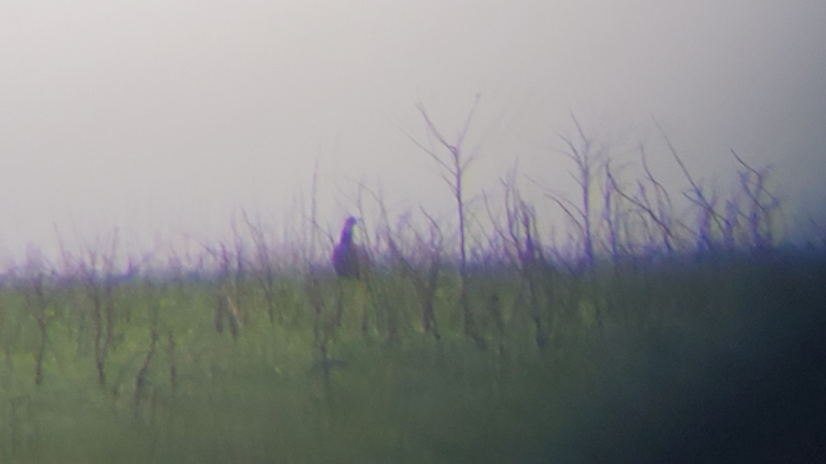 Greater Prairie-Chicken - Ryan Steffens