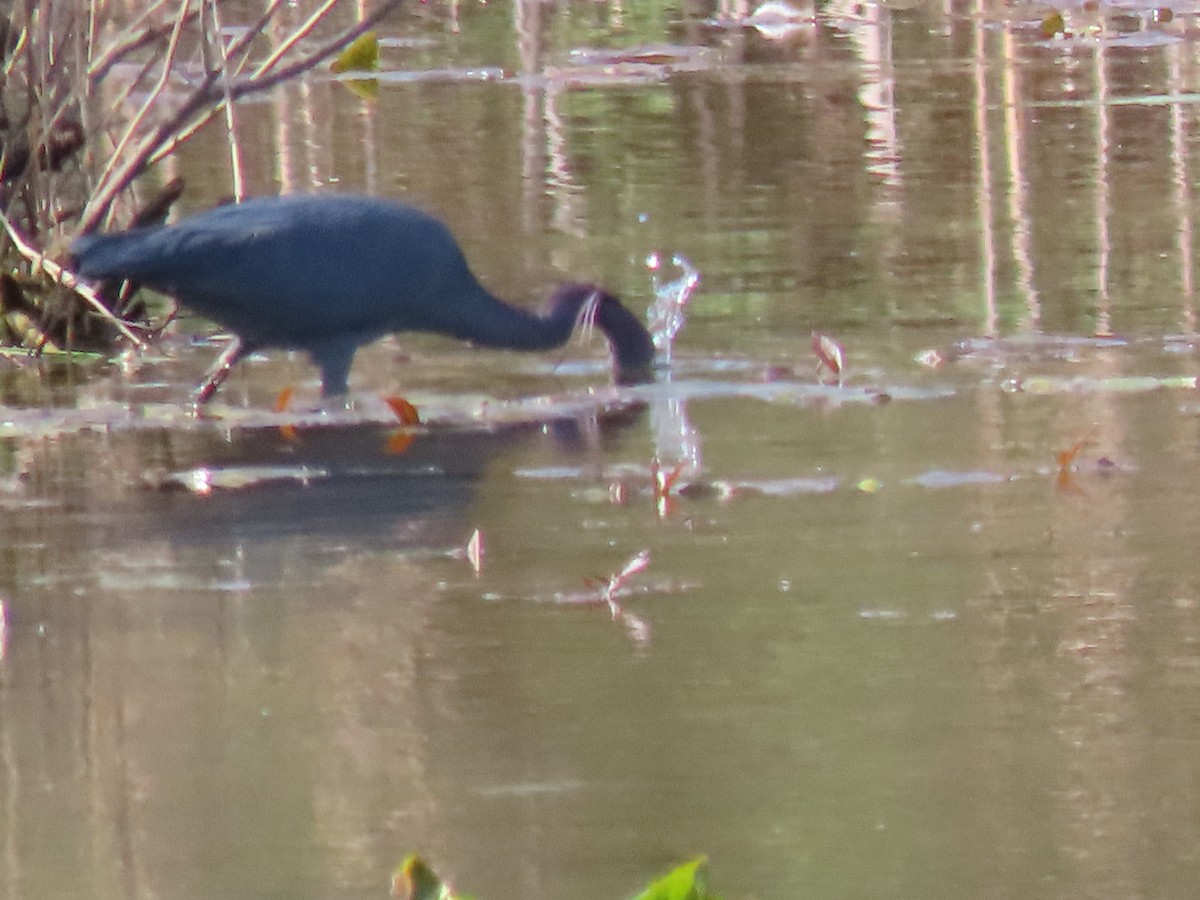 Little Blue Heron - ML617470240