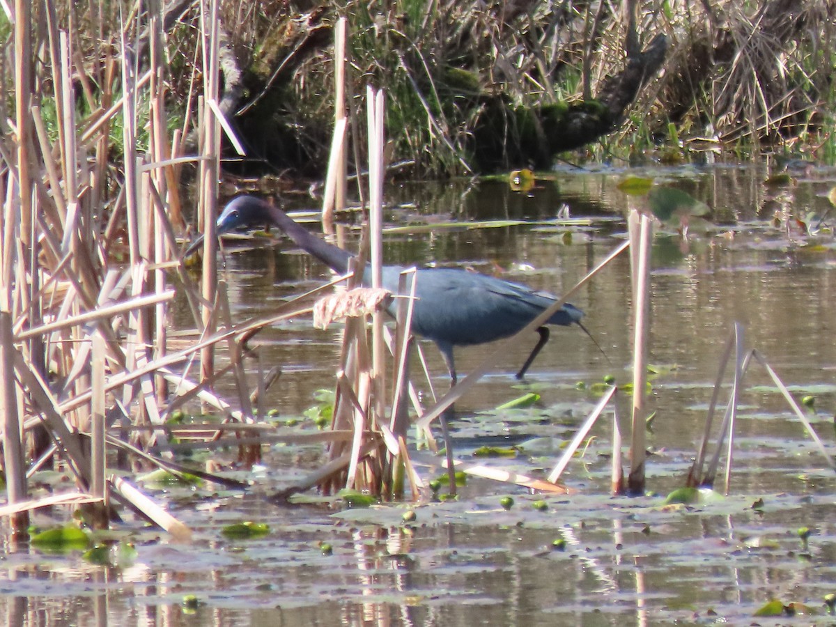 Little Blue Heron - ML617470243